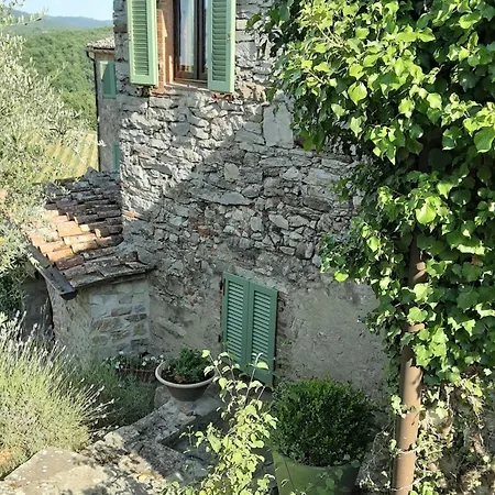 Celle Di Lecchi Vigneto